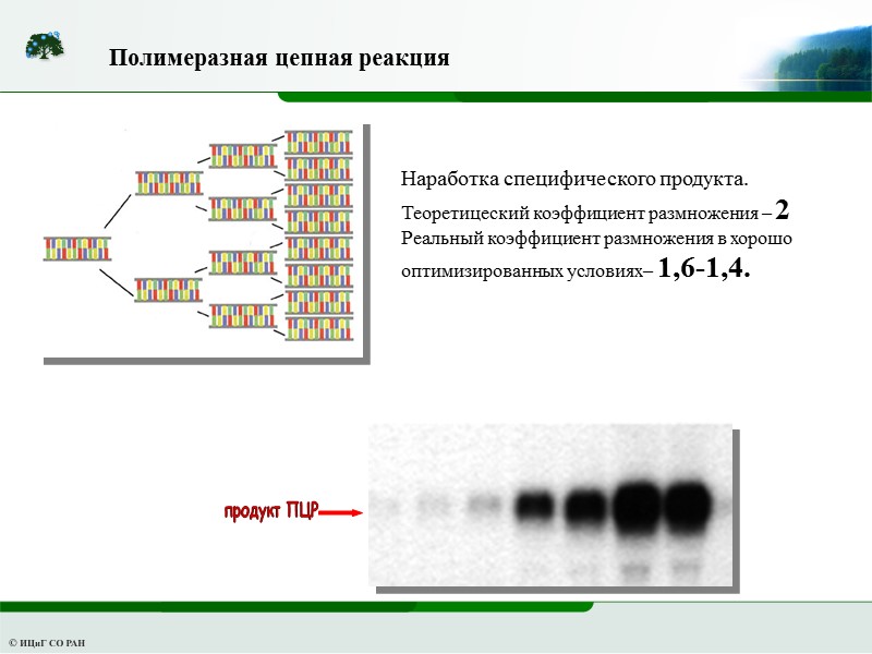 Полимеразная цепная реакция Наработка специфического продукта. Теоретицеский коэффициент размножения – 2 Реальный коэффициент размножения